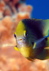 Roatan, Honduras. by Shawn Jackson 